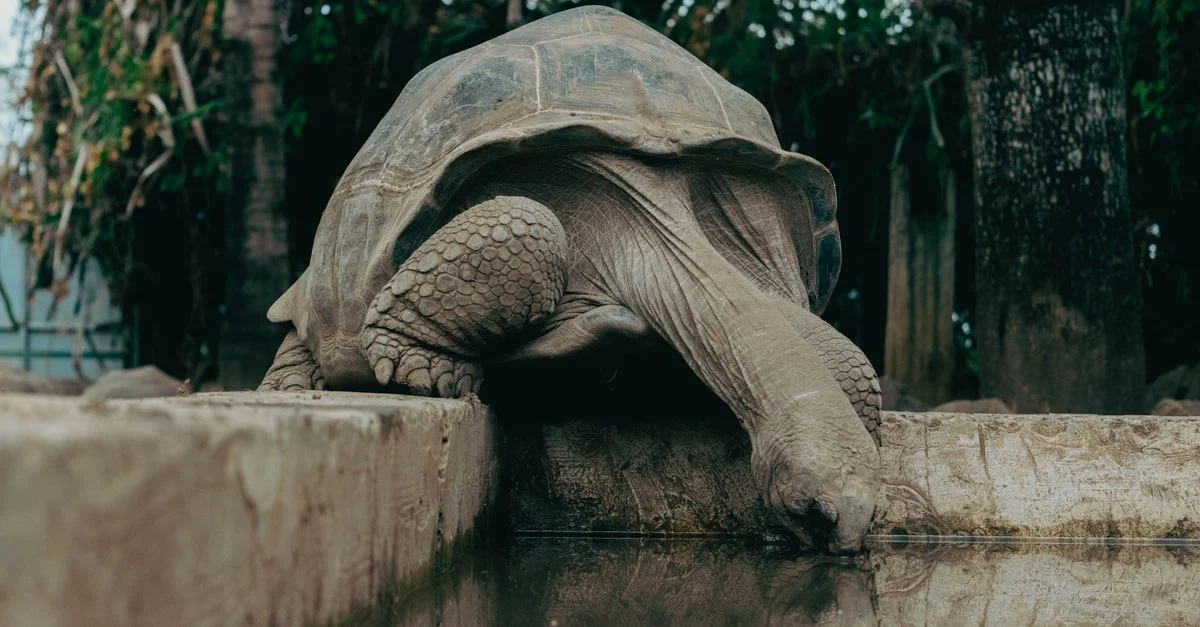 Eine große Riesenschildkröte, die in einer tropischen Zoo-Umgebung auf La Réunion aus einem Teich trinkt.